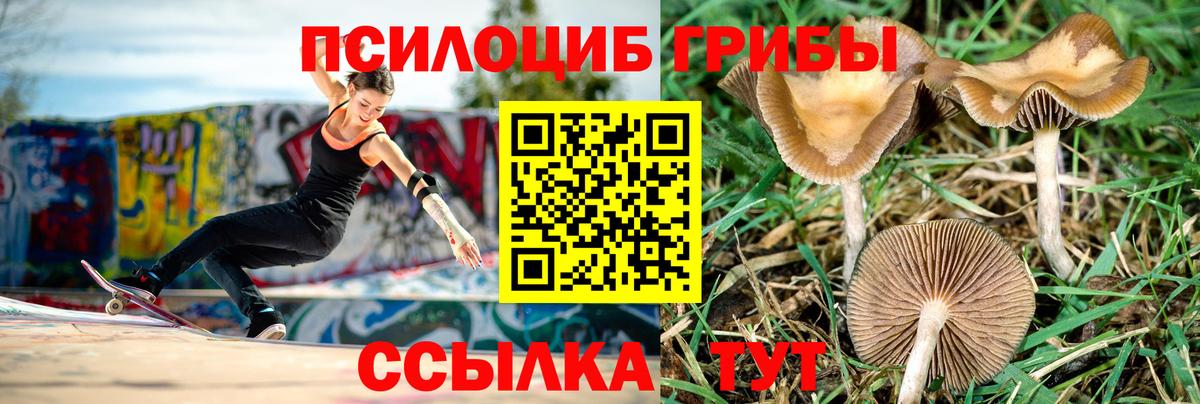 Ачхой-Мартан  Псилоцибиновые грибы мицелий  Вход с VPN  Галлюциногенные грибы ЛСД 
